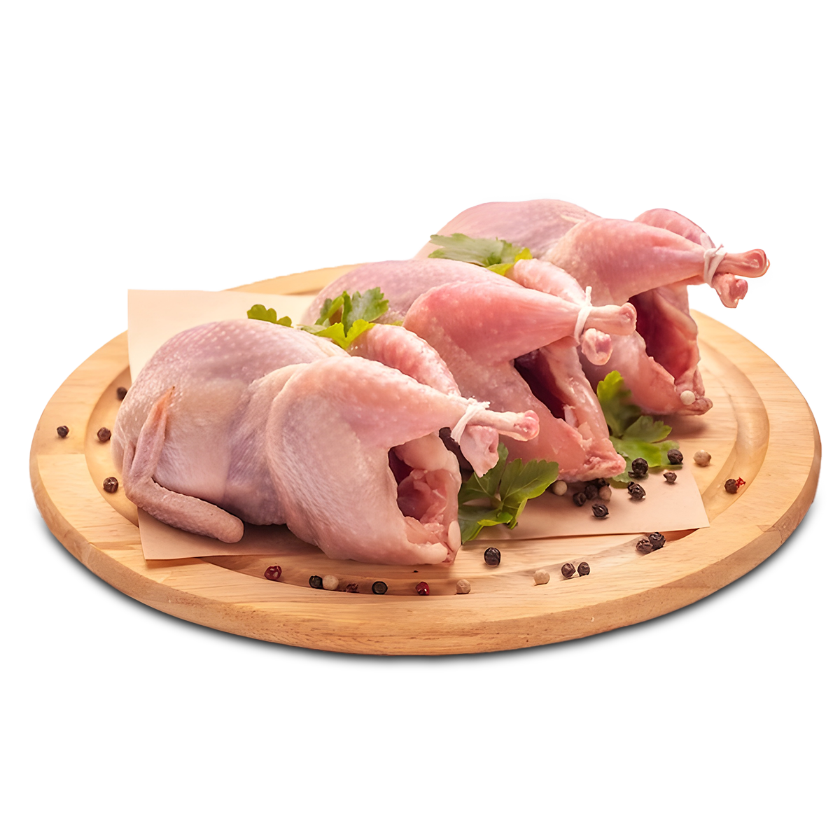 حمام – حمام جامبو – HAMMAM – pigeon