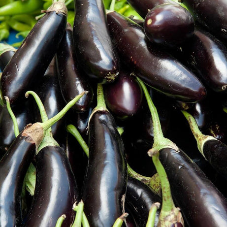 باذنجان عروس اسود