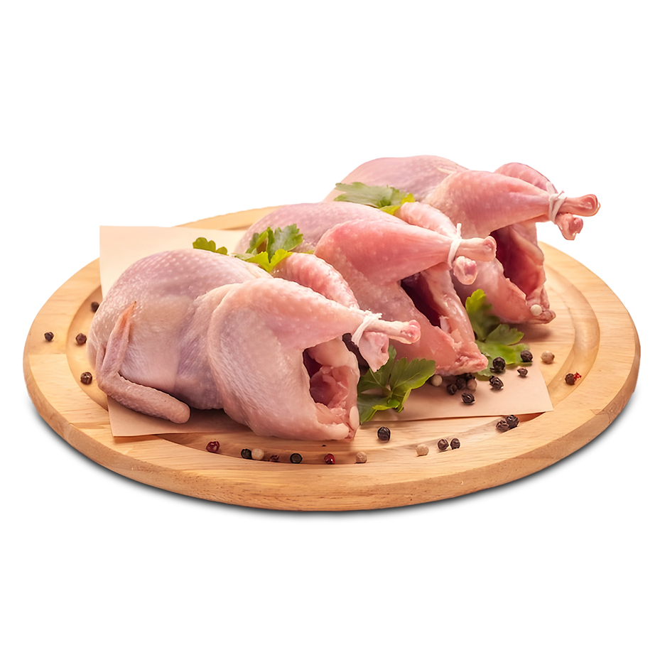 حمام – حمام جامبو – HAMMAM  – pigeon