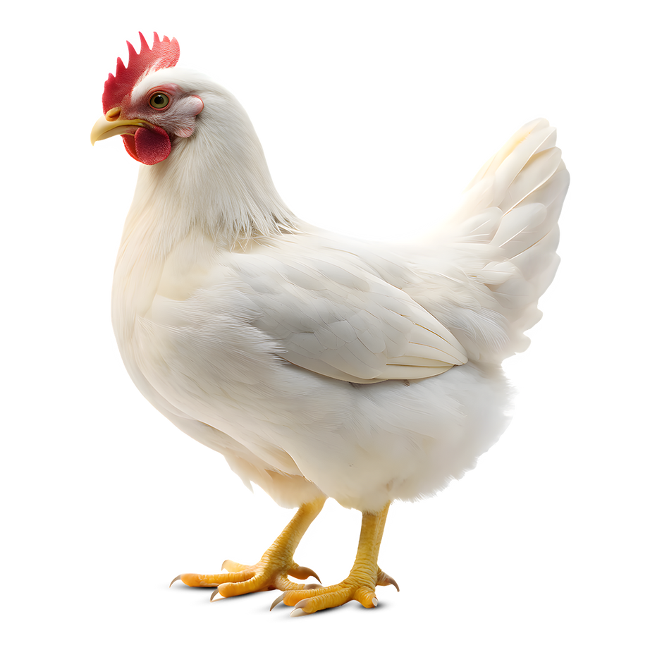 فراخ – دجاج ابيض – فراخ بيضة – chicken