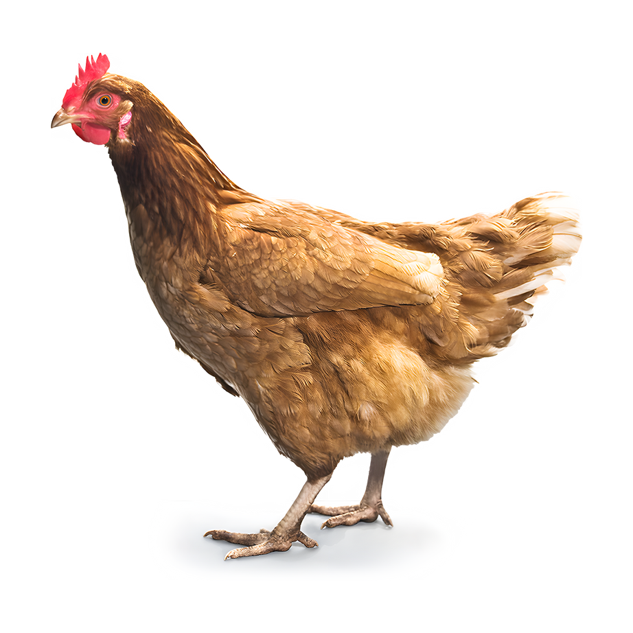 دجاج بلدي فريش