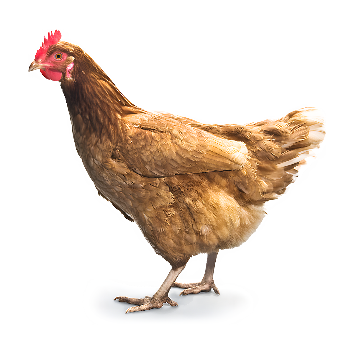 دجاج بلدي فريش