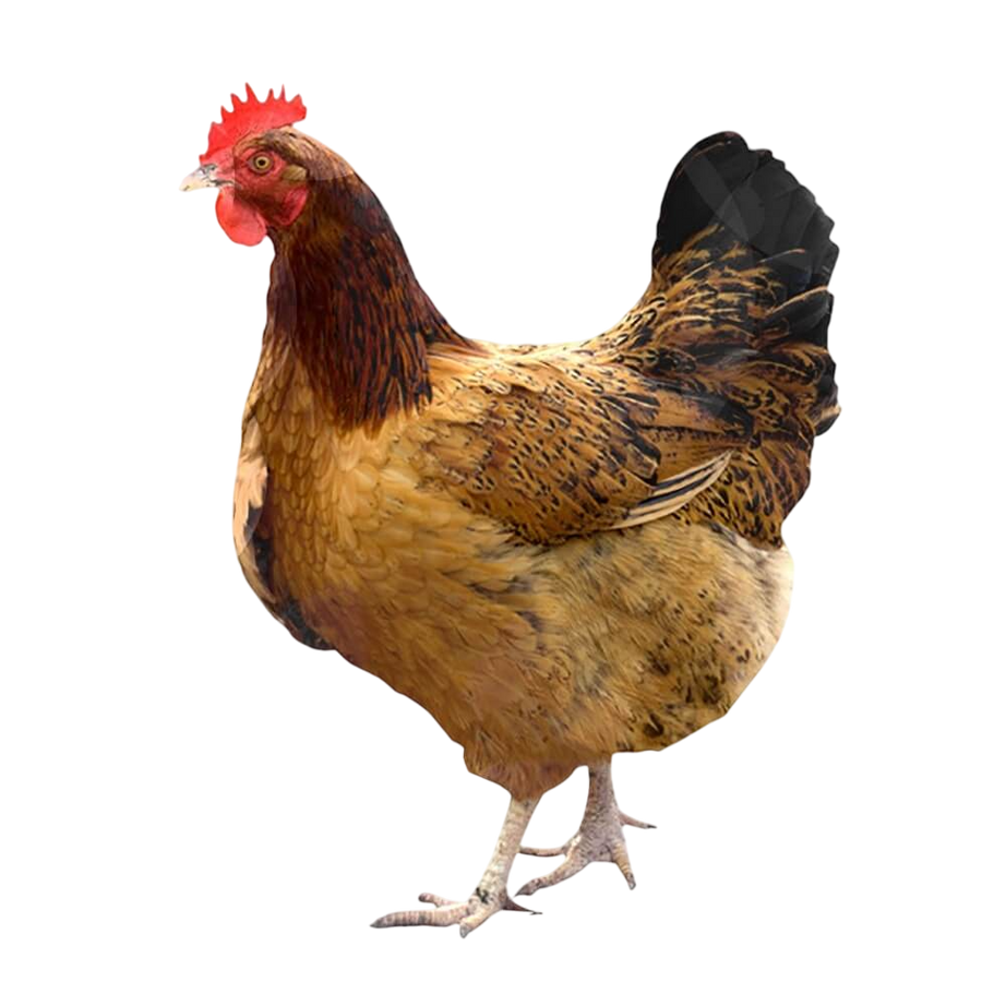 دجاج بلدي فريش
