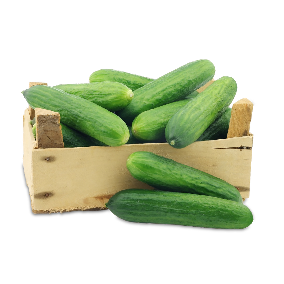 خيار بلدي – خيلر – cucumber