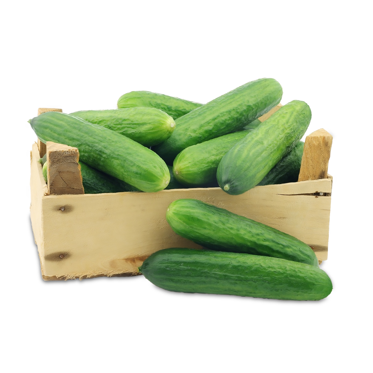 خيار بلدي – خيلر – cucumber